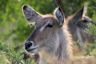 Close-up of deer