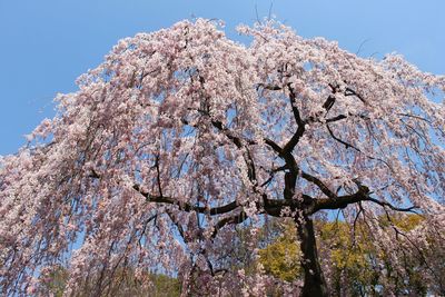 Low angle view of blooming tree against clear sky