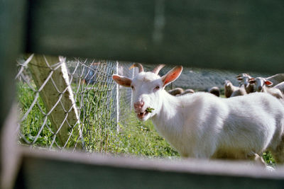 Goat eating grass