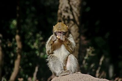 Monkey on tree
