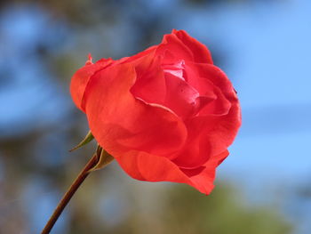 Close-up of red rose against blurred background