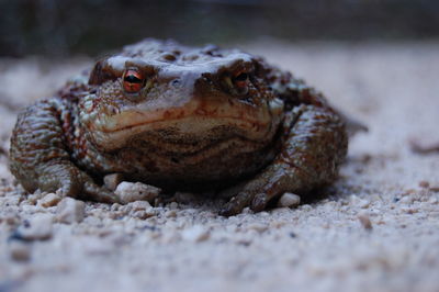 Close-up of lizard on land