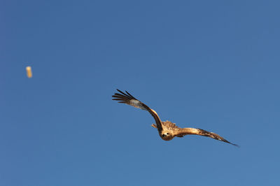 Low angle view of eagle flying against clear blue sky