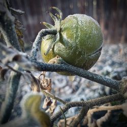 Close-up of fruit growing on tree