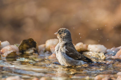 Close-up side view of a bird in water