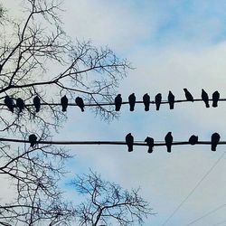 Low angle view of birds perching on power line