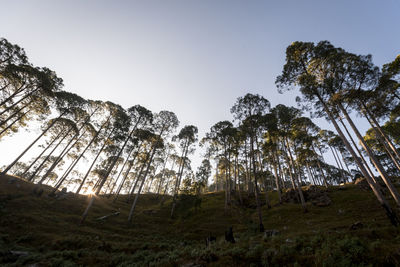 Low angle view of trees on field against sky