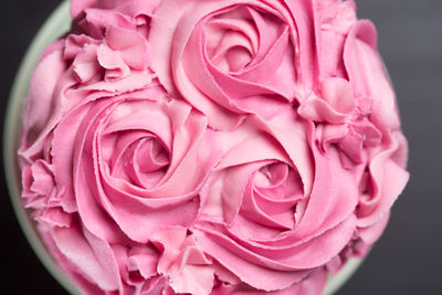 Close-up of pink rose