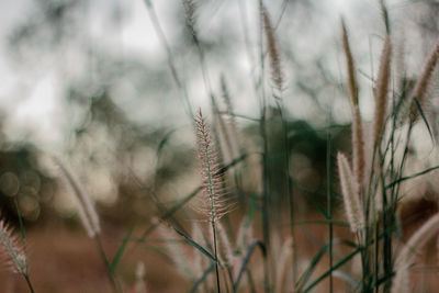 Close-up of stalks in field