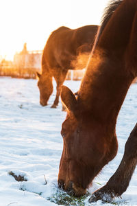 A horse grazing in a meadow, looking for grass covered with snow. winter scenery.