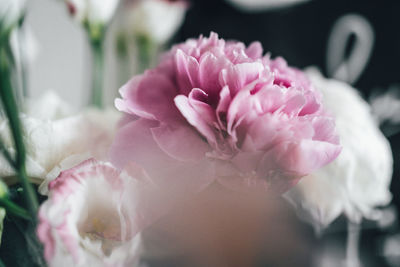 Close-up of flower