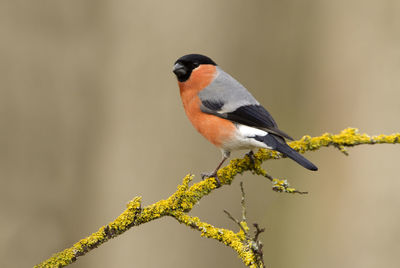 Close-up of bird perching on a branch