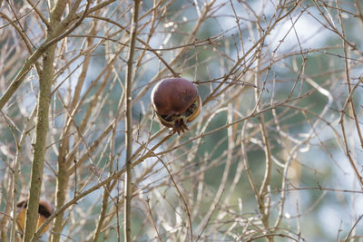 Pomegranate on tree