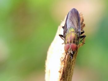 Close-up of fly on leaf