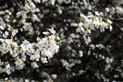 Close-up of white cherry blossoms in spring