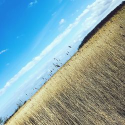 Birds flying over beach against sky