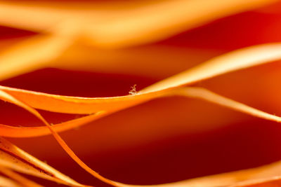 Full frame shot of red rose