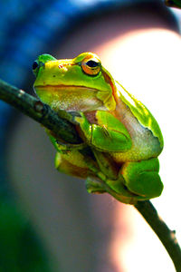 Close-up of green frog on branch