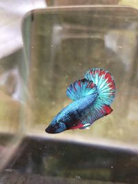 Close-up of fish swimming in glass