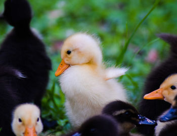 Close-up of a duck