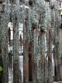 Full frame shot of plants during winter