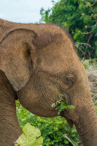 Asian elephant eating green leaves. udawalawe national park, sri lanka