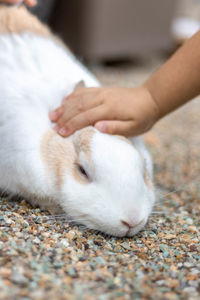 Close-up of hand with white cat