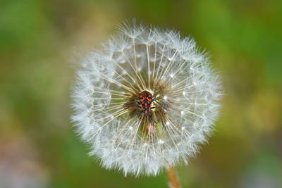 Close-up of beetle on dandelion flower