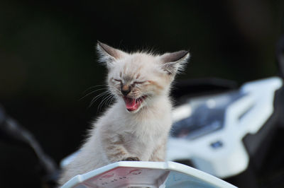 Close-up of cat yawning