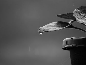 Close-up of water drops on plant