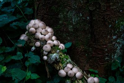 Mushrooms growing on tree in forest