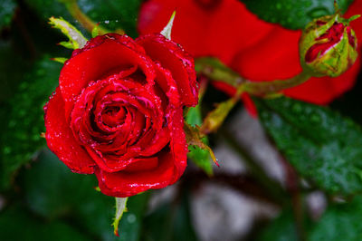 Close-up of red rose