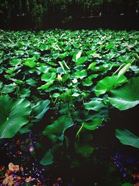 Close-up of plants growing in water