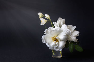 Close-up of white rose against black background