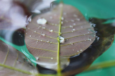 Close-up of raindrops on leaves