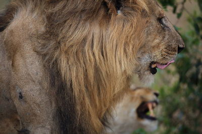 Close-up of lion and lioness at forest