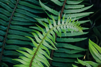 Close-up of plant
