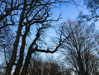 Low angle view of bare trees against sky