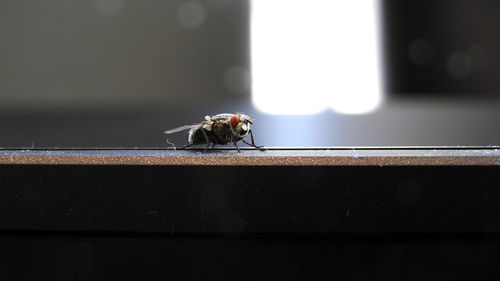 Close-up of fly on table