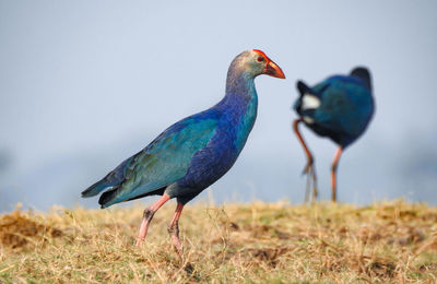 Close-up of purple swamphens on field against sky