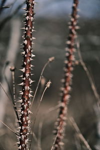 Close-up of dried plant