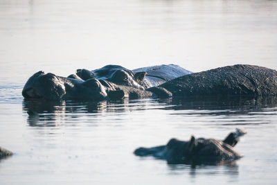 View of turtle swimming in sea