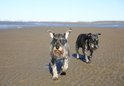 Wet miniature schnauzers walking on sand at beach during sunny day