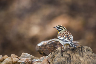 Close-up of bird perching on rock