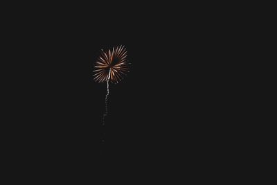 Low angle view of firework display