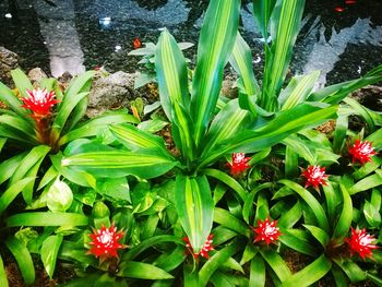 Close-up of plants