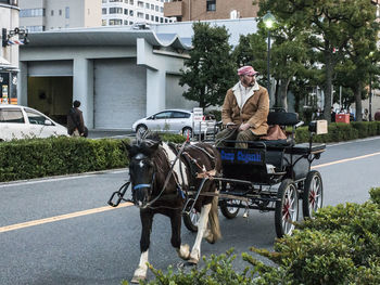 Full length of horse sitting on road by tree