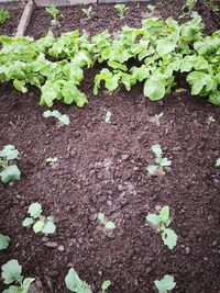 High angle view of leaves growing on field