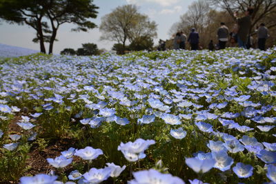 White flowering plants on snow covered field
