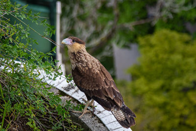 Bird perching on a tree